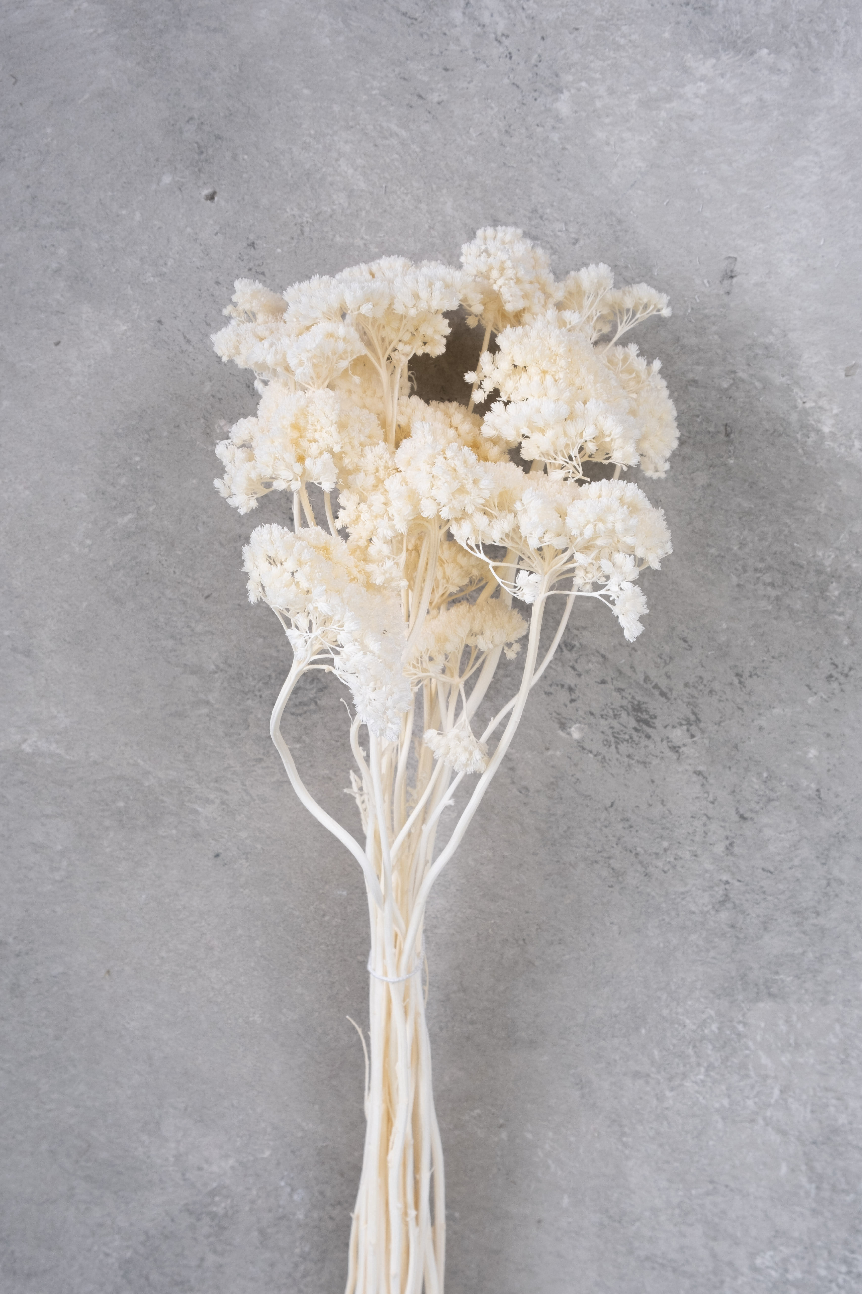 Bleached
