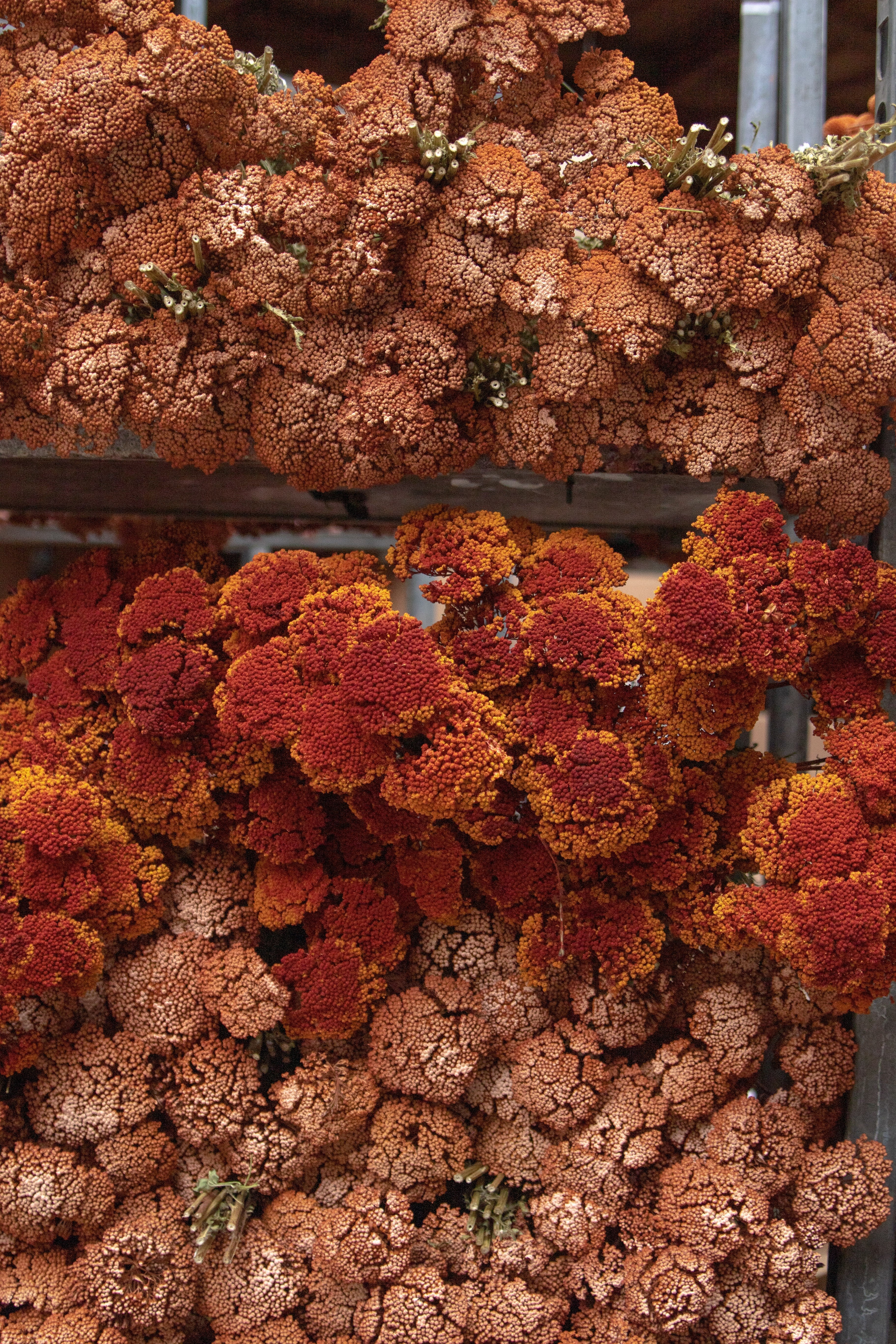 Achillea sfeer