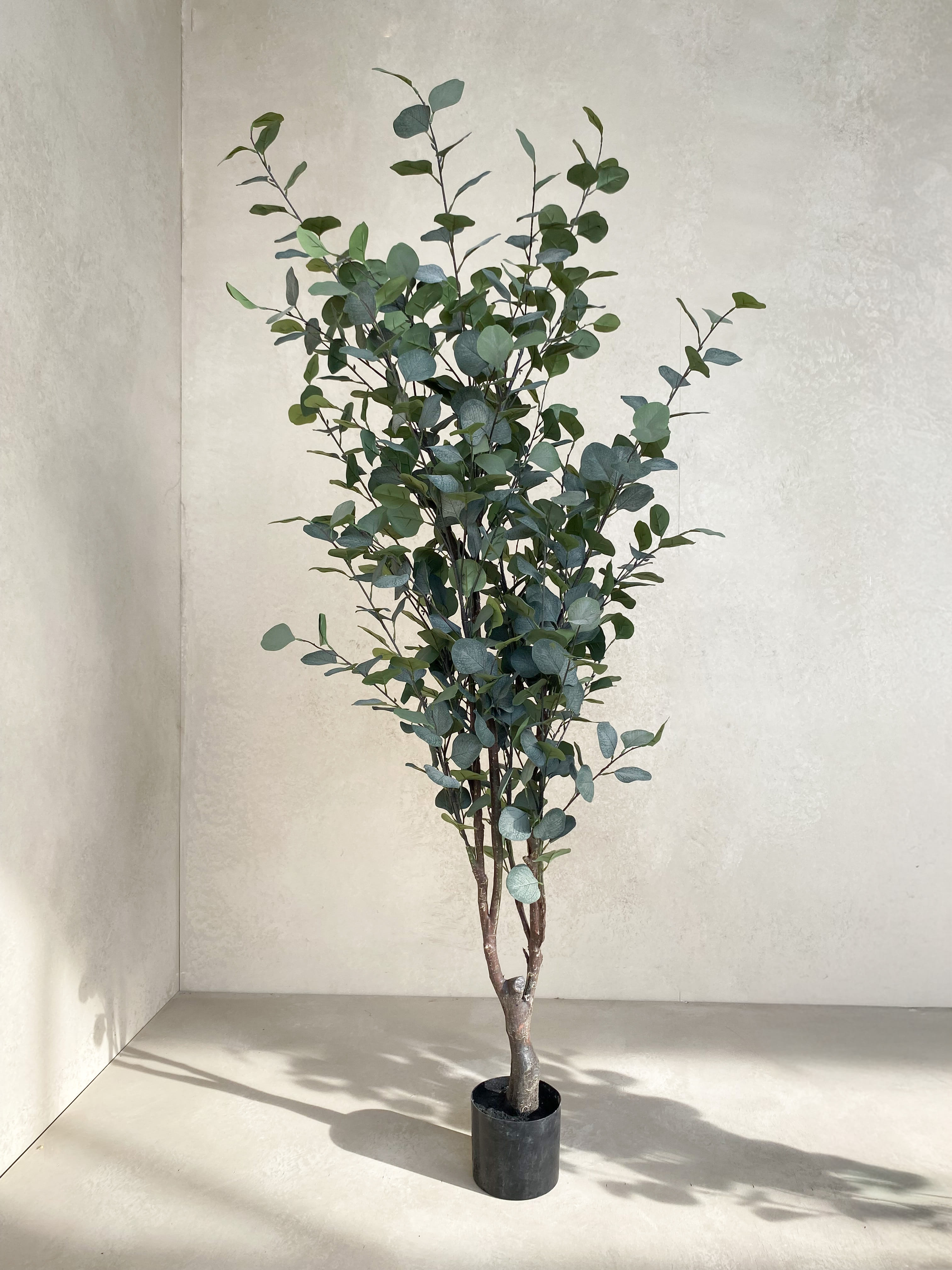 Eucalyptus tree 180cm