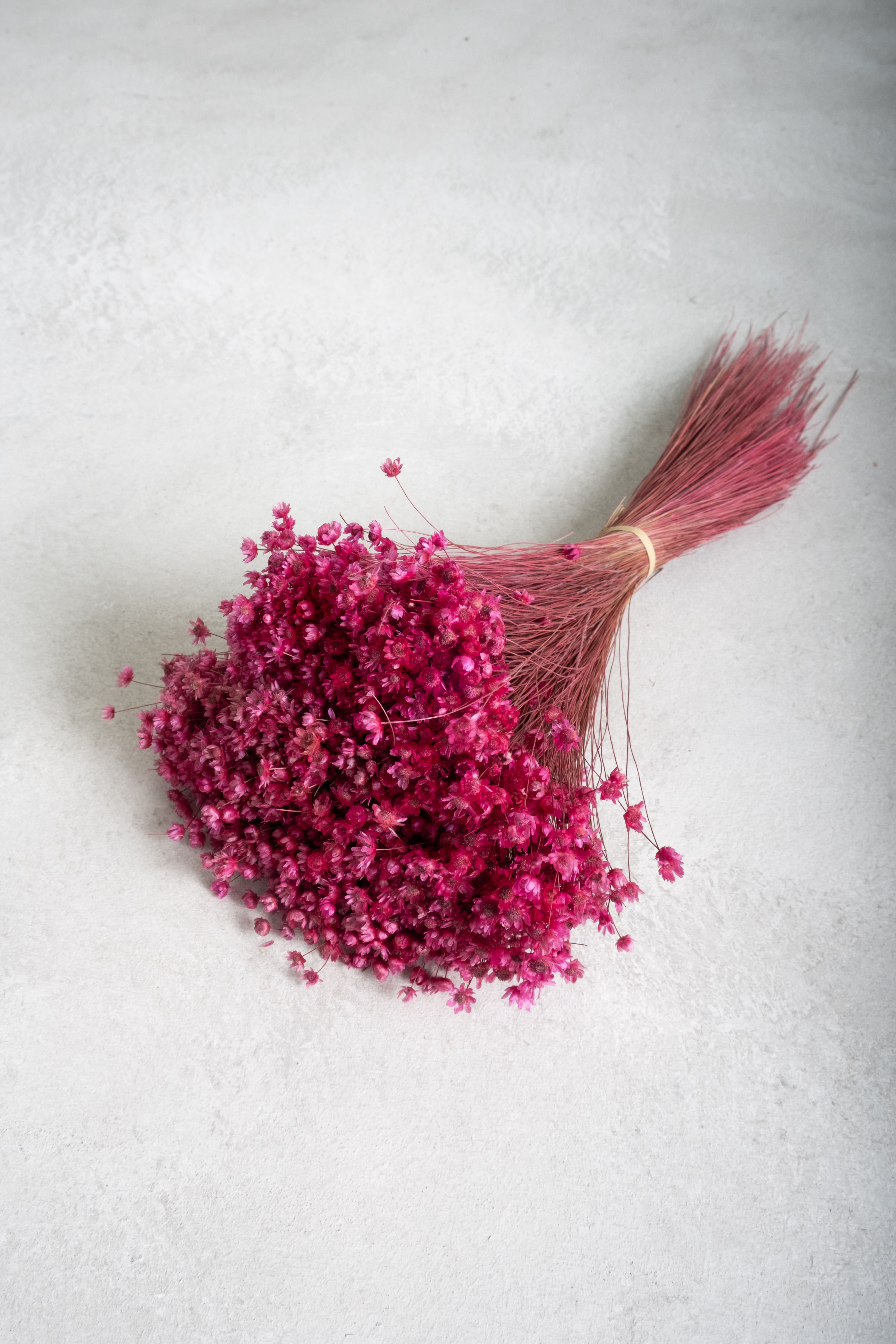 Cerise