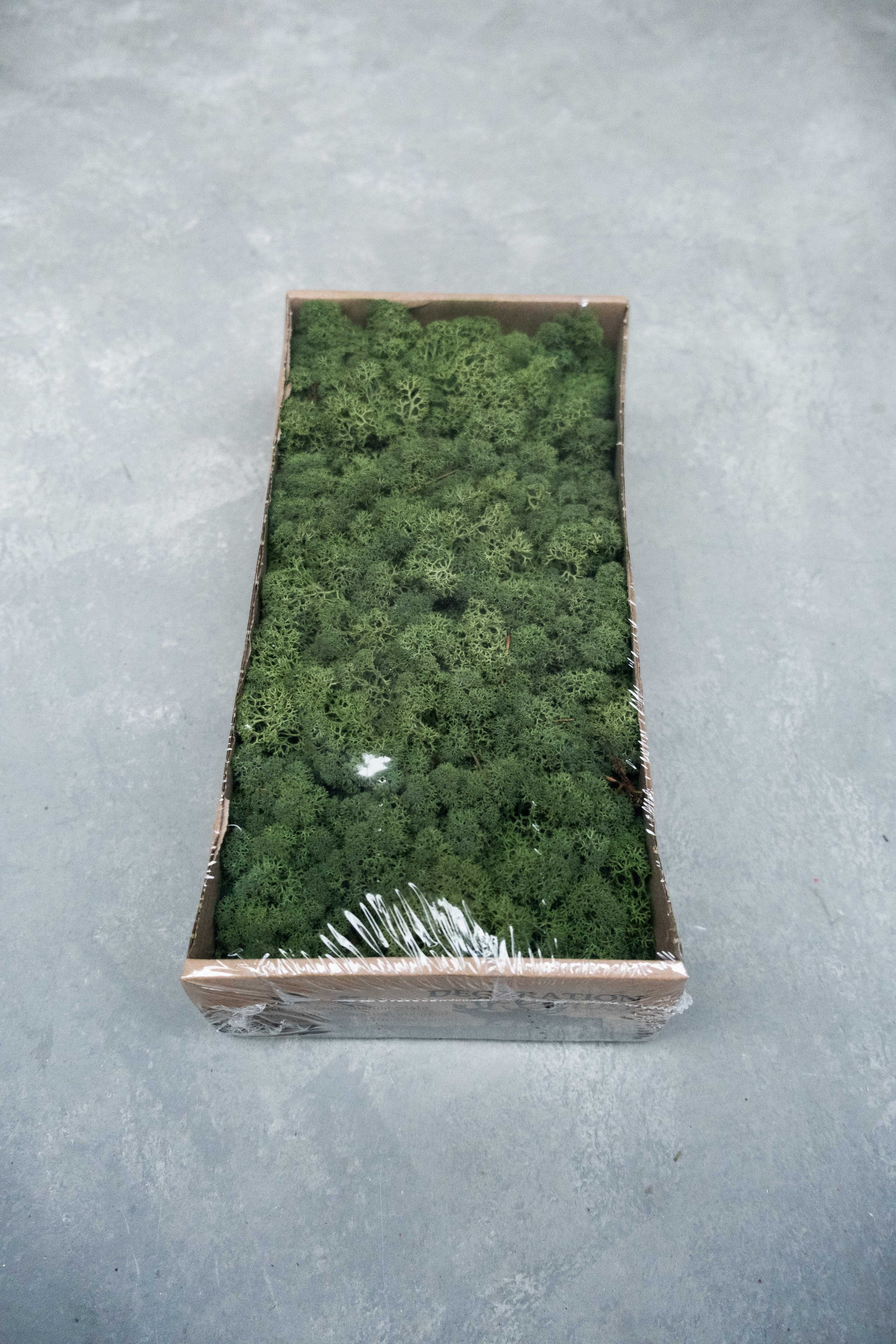 Reindeer moss 500gr moss green