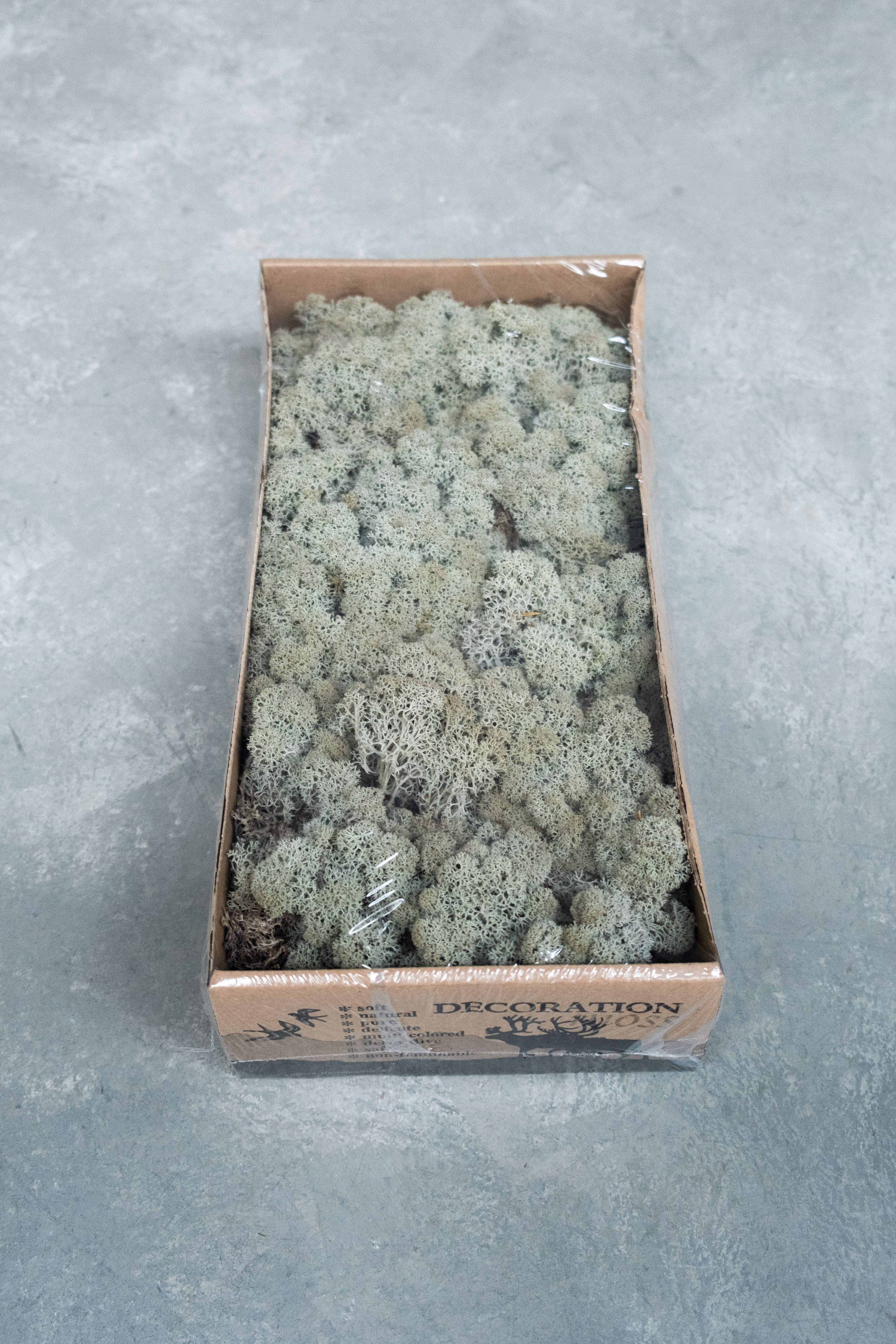 Reindeer moss 500gr grey