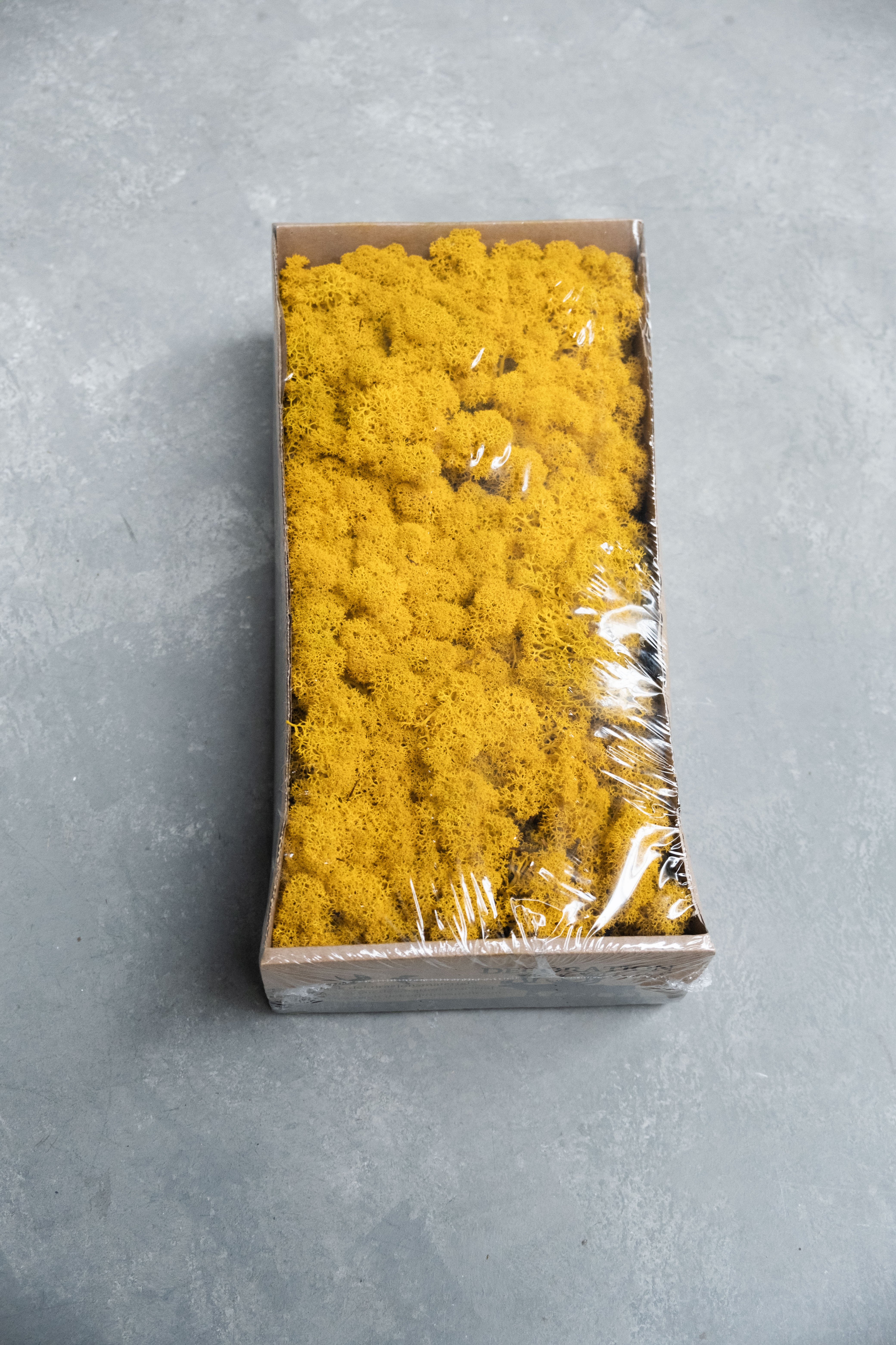 Reindeer moss 500gr yellow
