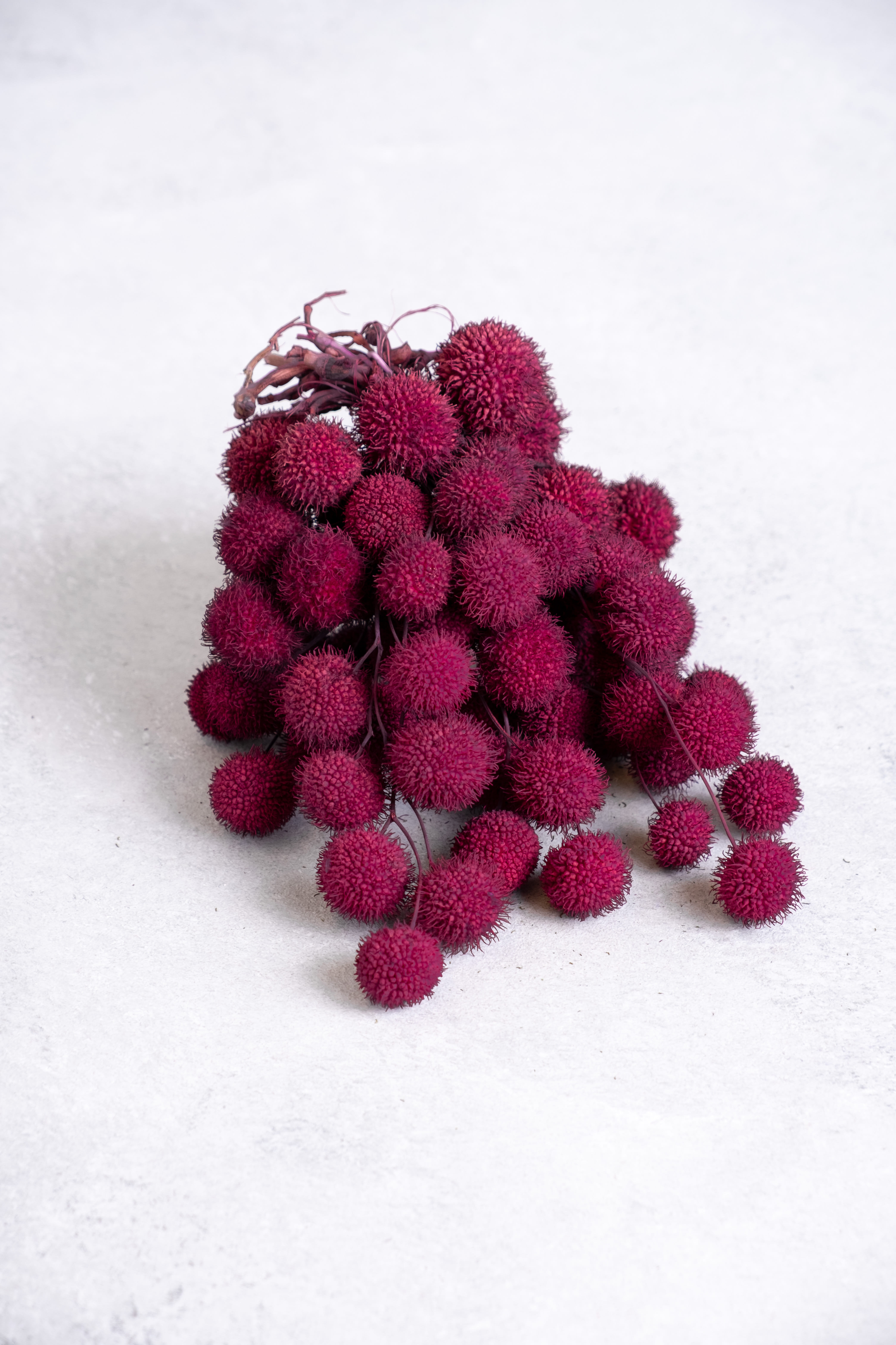 Cerise