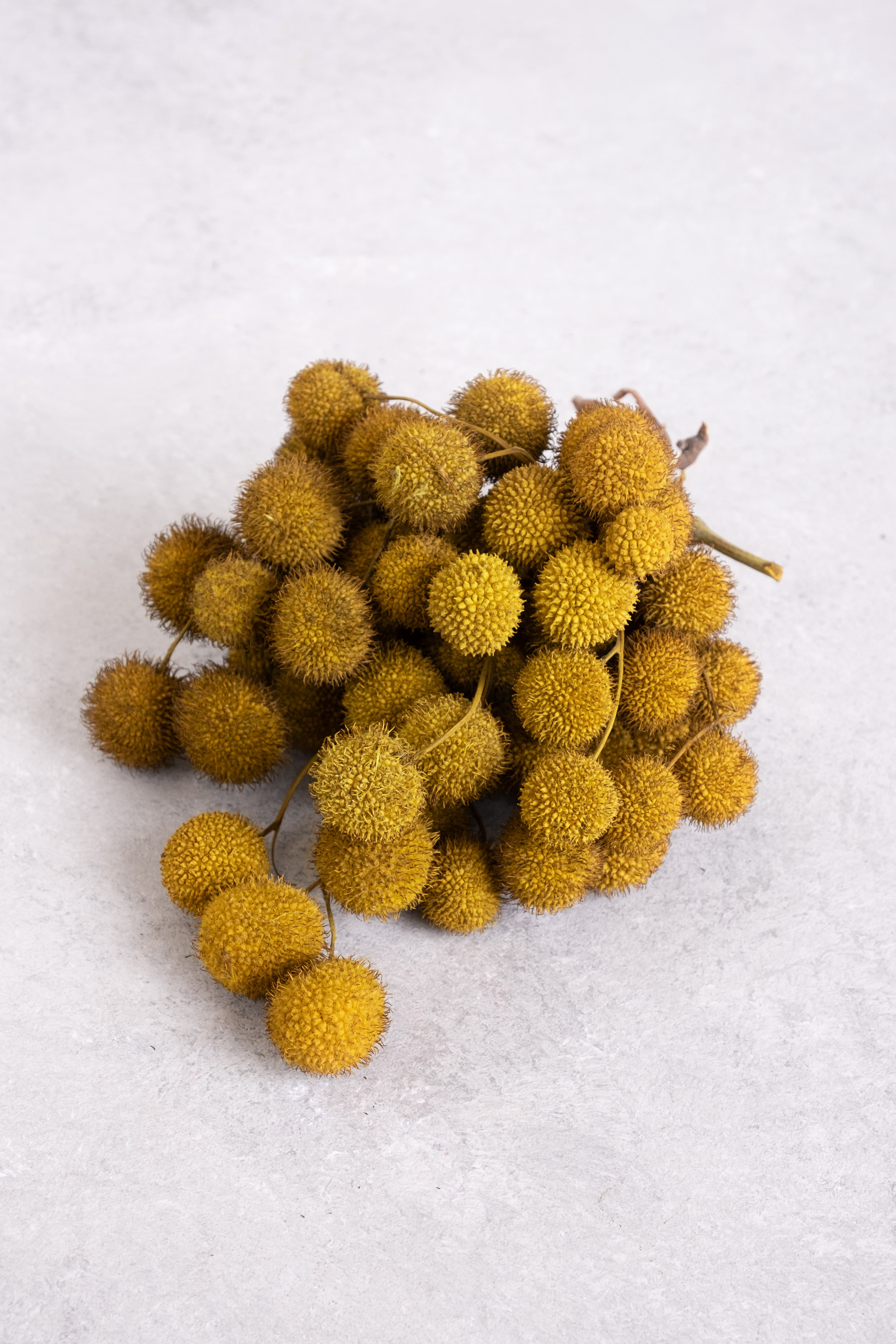 Ocher