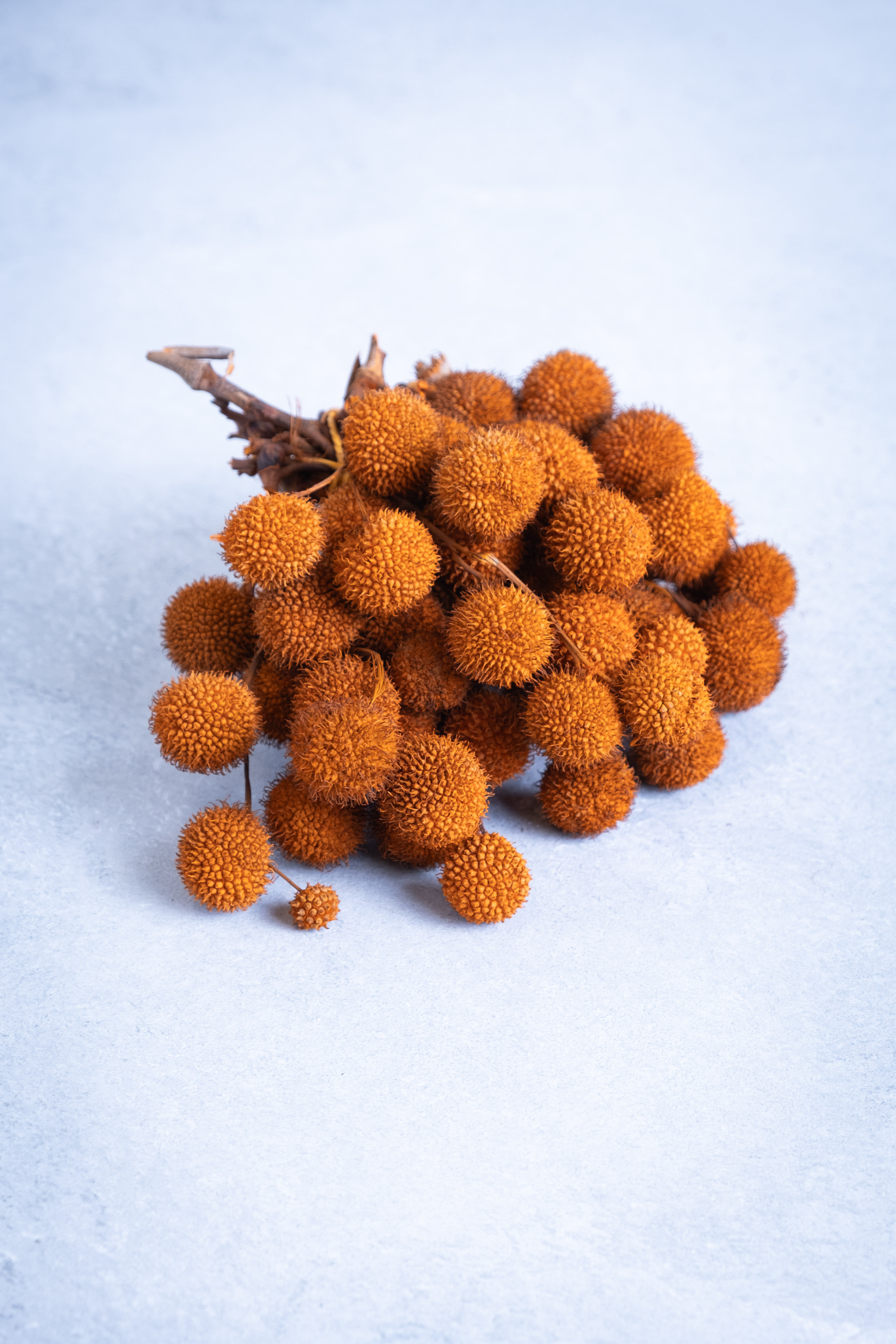 Terra orange