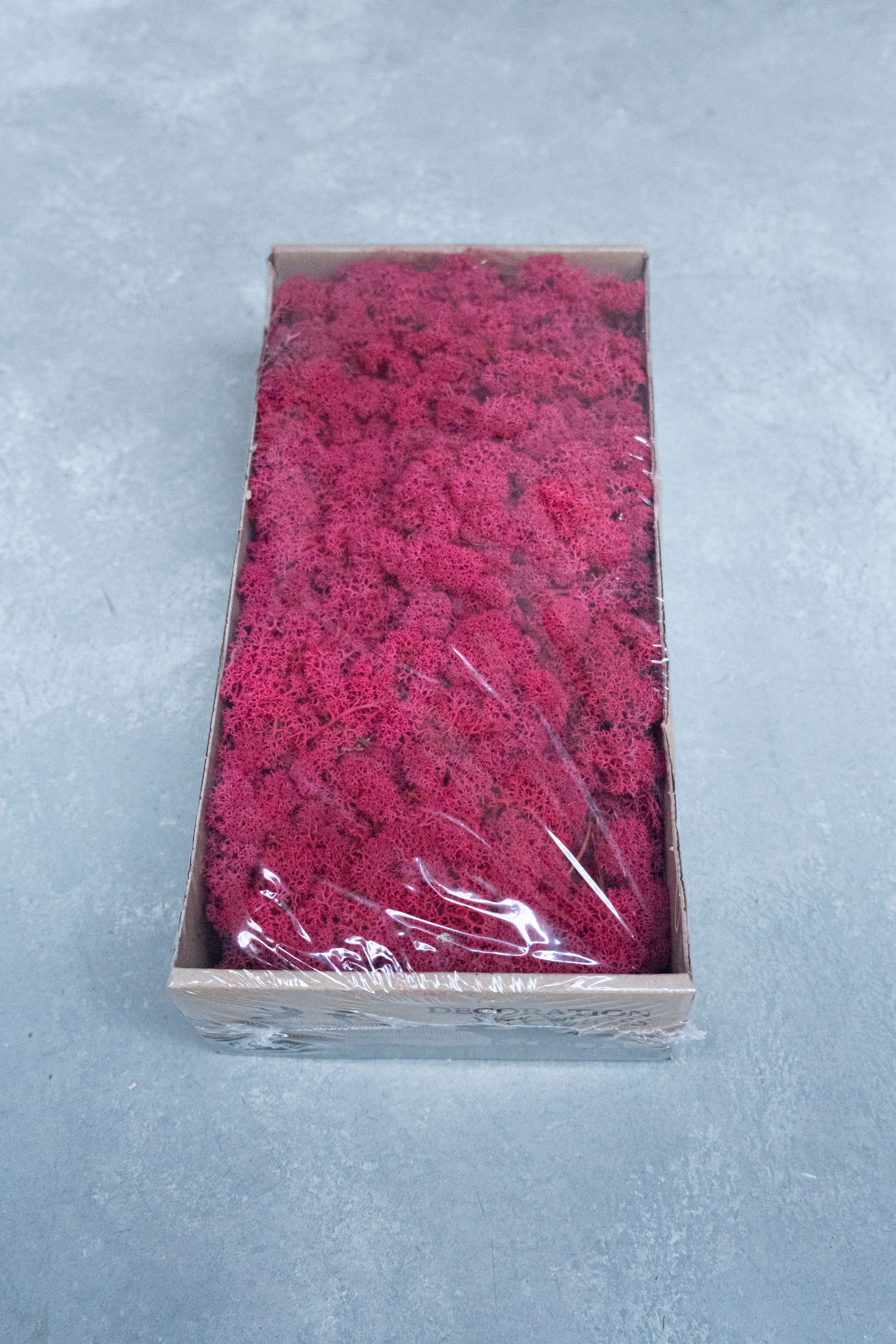 Reindeer moss 500gr crimson