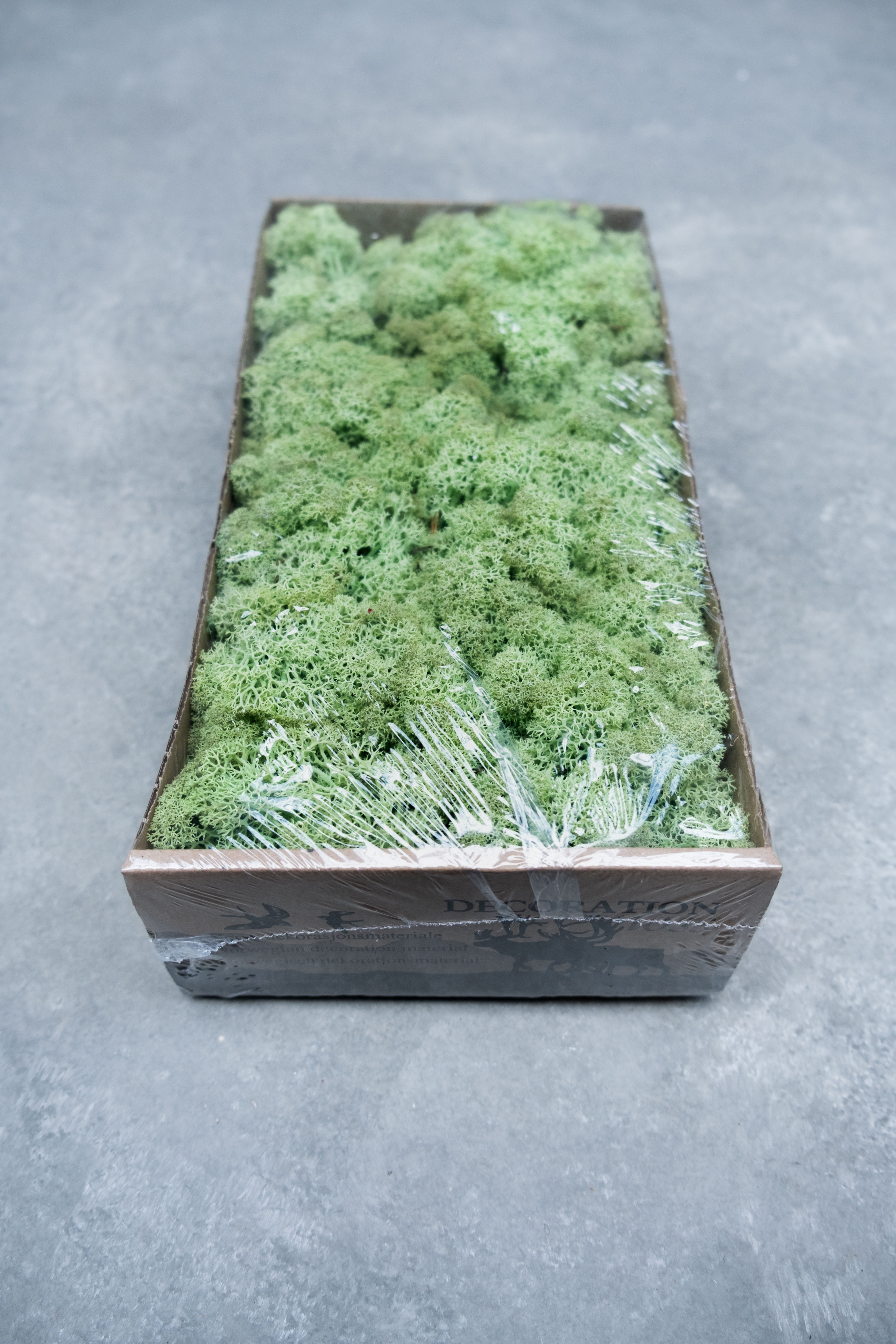 Reindeer moss 500gr mintgreen