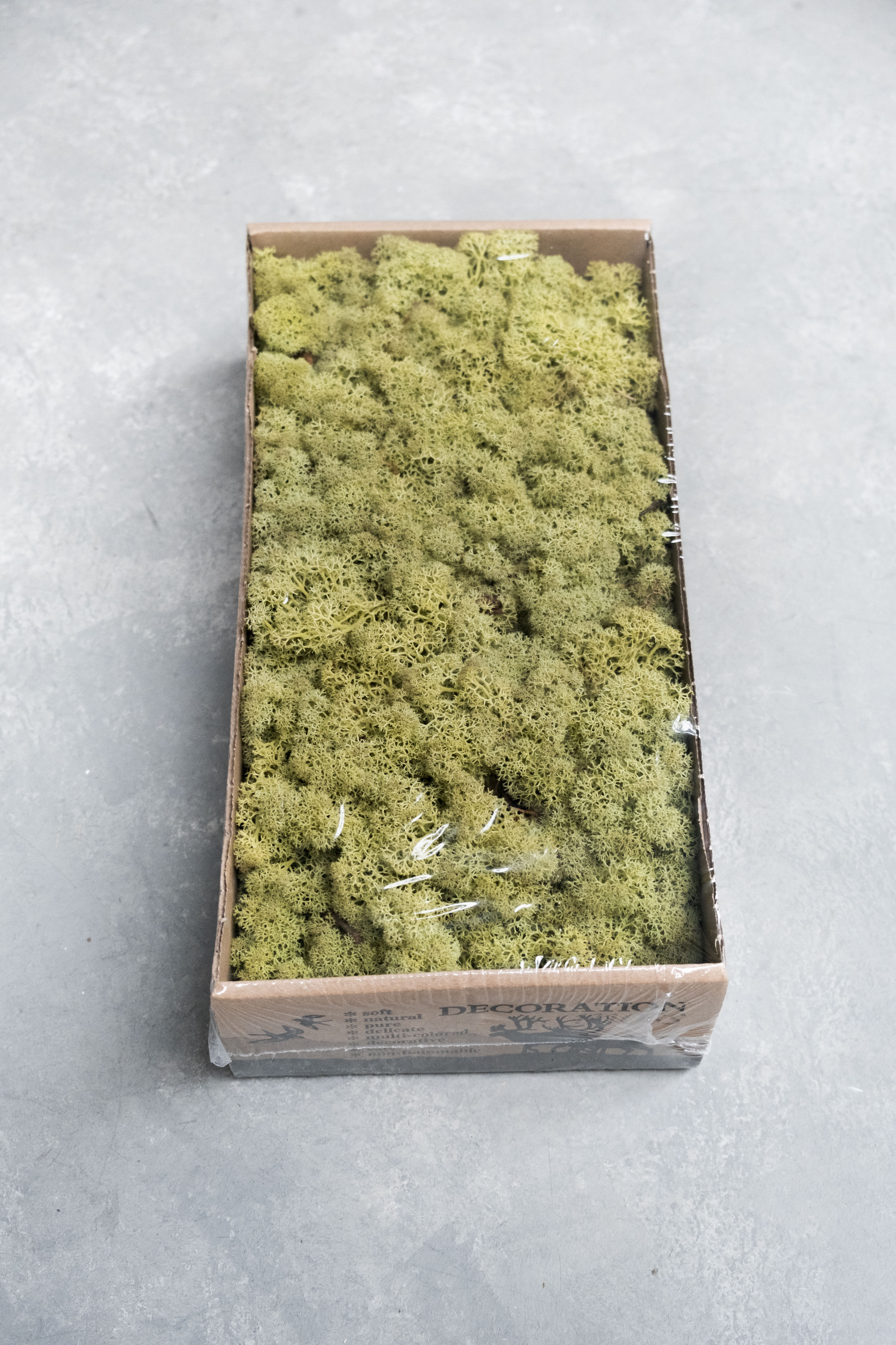 Reindeer moss 500gr old green