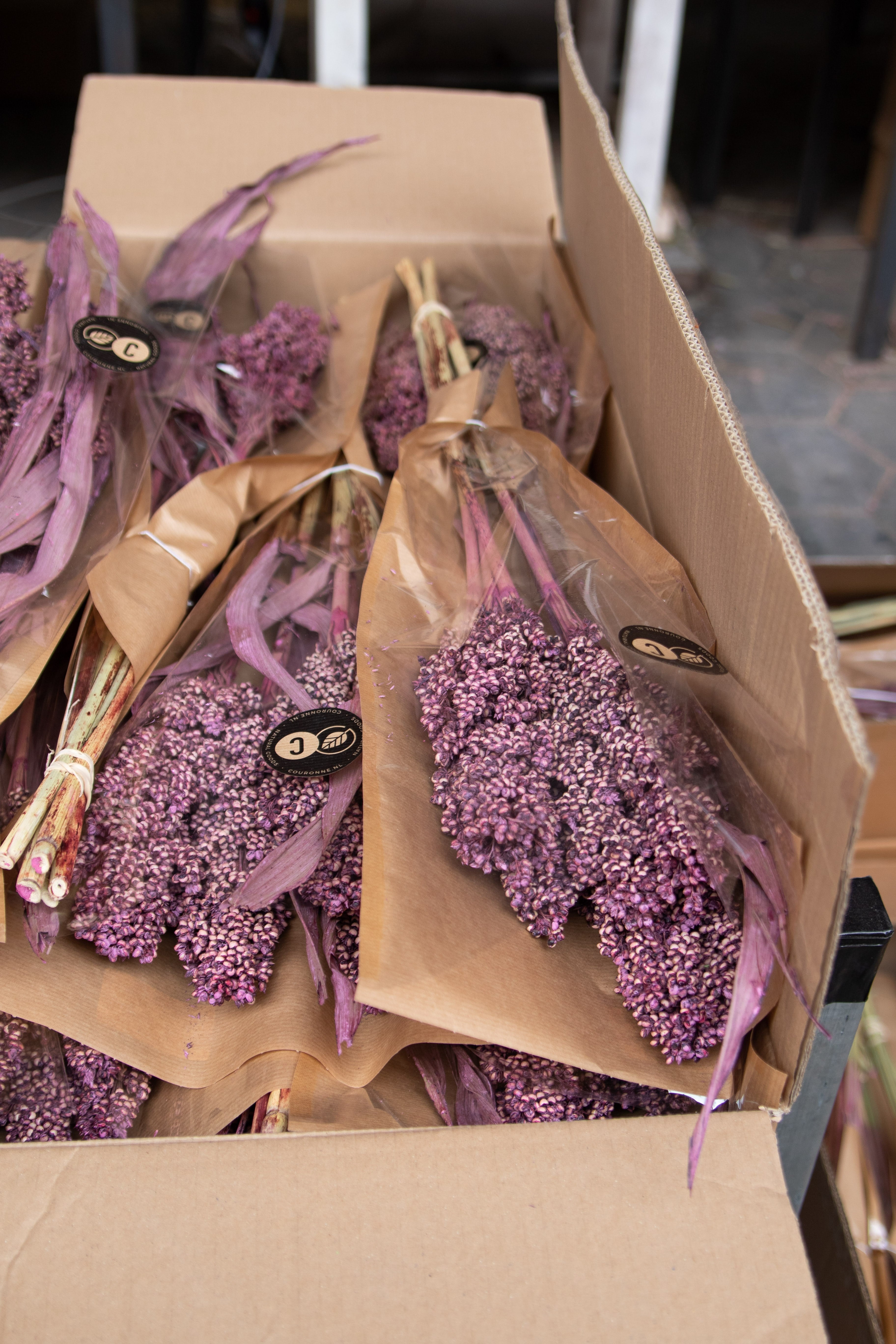Sorghum old pink sfeer