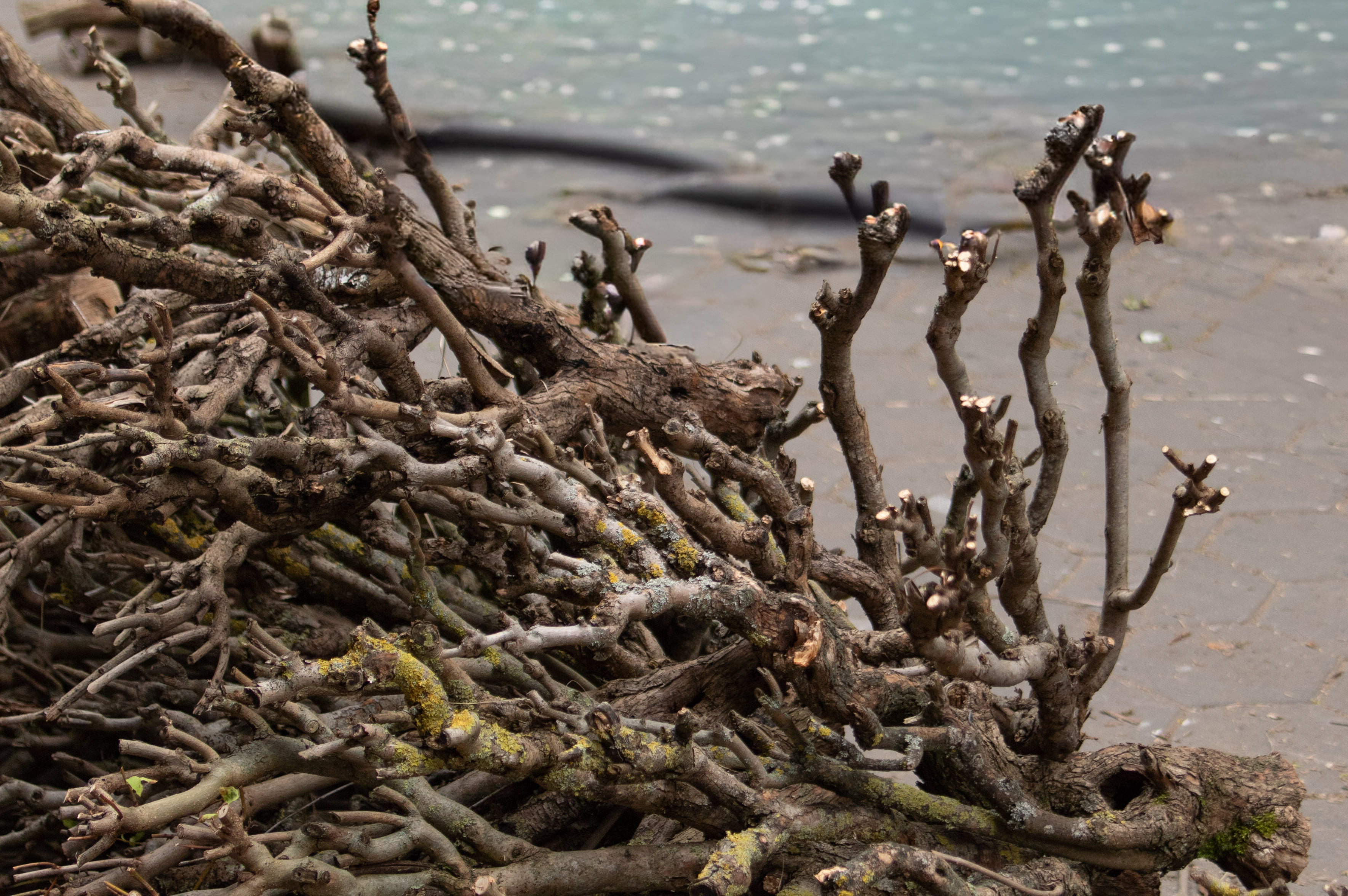 Branches