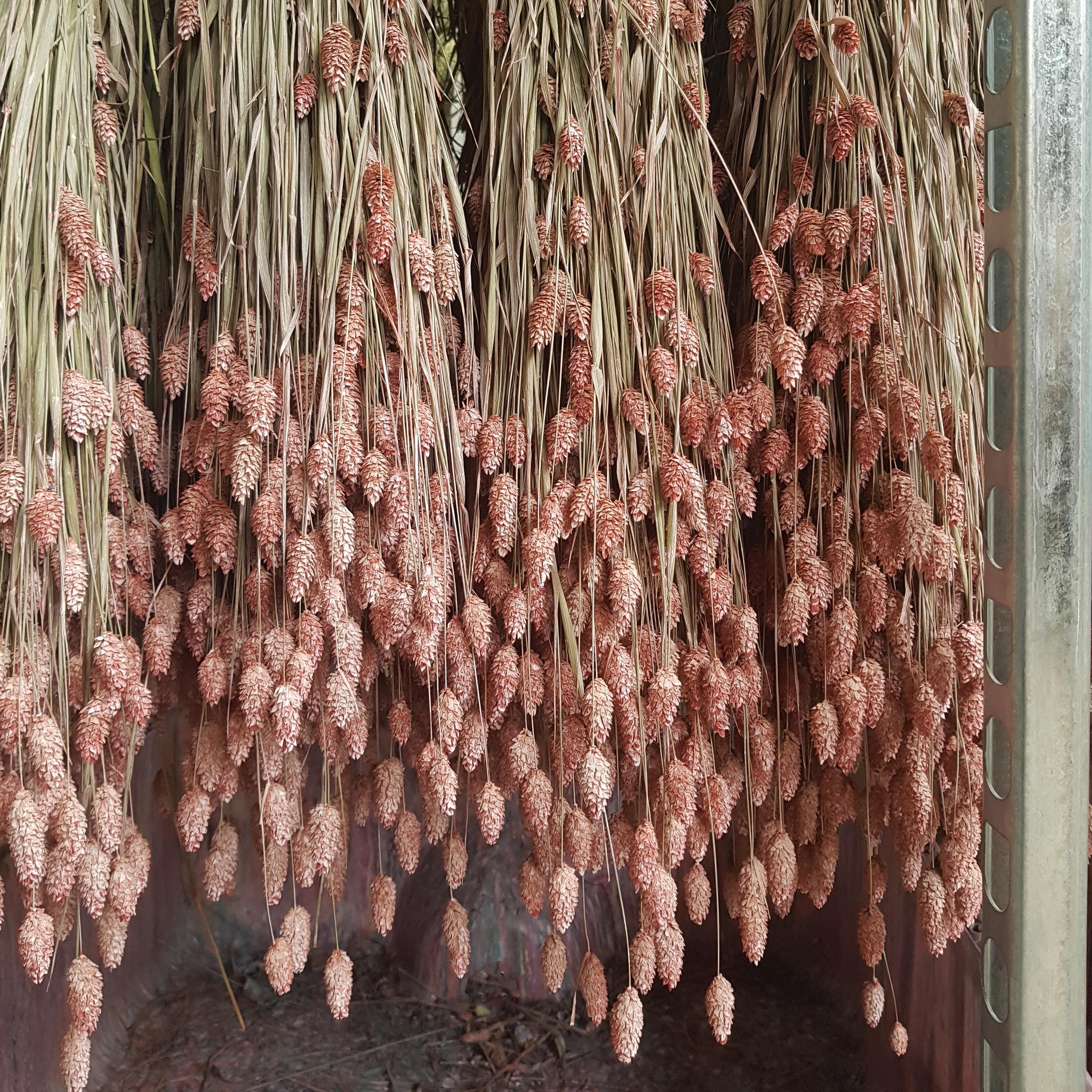Our dyehouse
