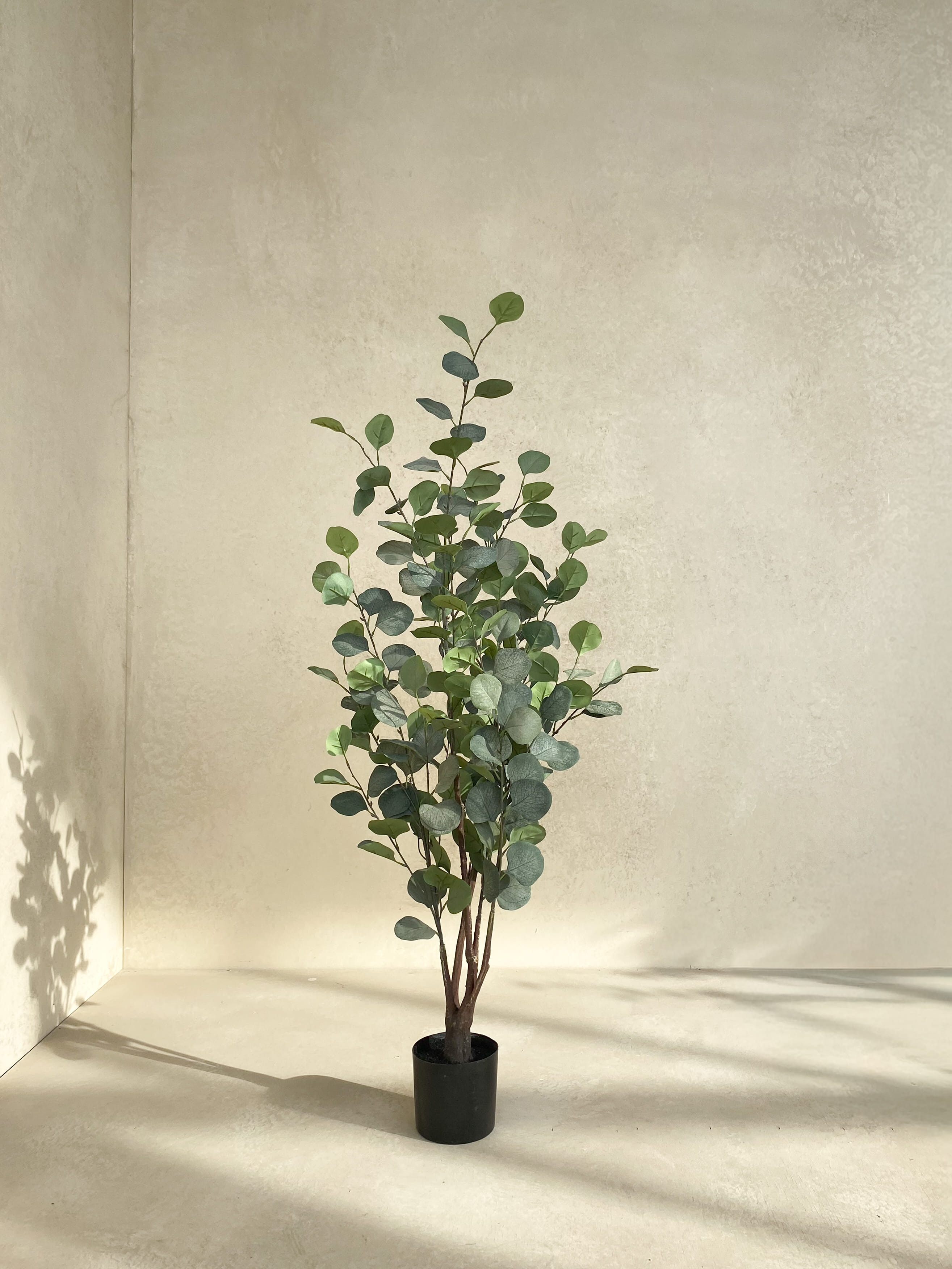 Eucalyptus tree 120cm